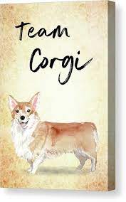 team corgi cute dog canvas print canvas art by matthias hauser dog canvas cute dogs dog paintings