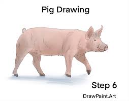How To Draw Animals The Pig In 6 Steps