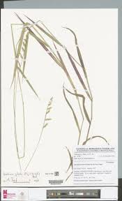 Image result for Urochloa jubata