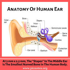 In addition, unconscious processing of auditory information occurs in parallel. Anatomy Of Human Ear Human Ear Ear Anatomy Human