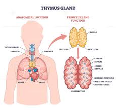 Image result for Thymus
