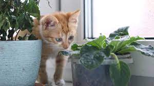 Vergiftungssymptome sind erbrechen, appetitlosigkeit und lethargie. Giftige Pflanzen Fur Katzen Brigitte De