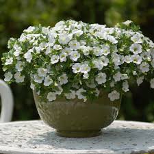 Image result for foto Million Bells