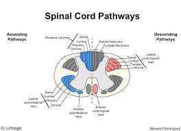 spinal cord neurology medbullets step 1