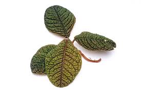 Image result for Ardisia staudtii