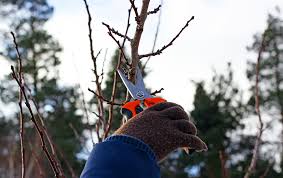 Schneide obstbäume im winter zurück, wenn der baum in winterruhe ist. Obstbaumschnitt Wann Ist Der Beste Zeitpunkt