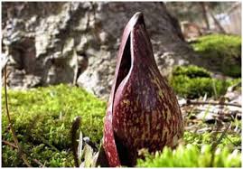 Can you correlate the word 'flower' with the smell of a decaying carcass? 10 Worst Smelling Flowers In The World