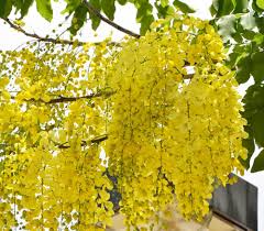 Check spelling or type a new query. Vasuworld Indian Climate Suitable Cassia Fistula Bright Yellow Flower Tree Seeds Amazon In Garden Outdoors