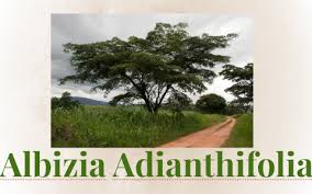 Image result for Albizia adianthifolia