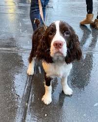 The english springer spaniel gets its name from their hunting style. 65 English Springer Spaniel Puppy Ideas In 2021 Springer Spaniel English Springer Spaniel Spaniel