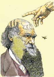 Explain The Bee Bee Drawing Bee Darwin