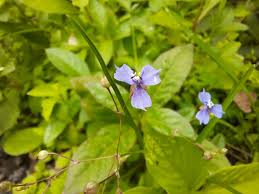 Image result for Murdannia semiteres