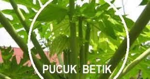Pucuk betik atau daun muda selalunya direbus dan dijadikan ulam. Anim Agro Technology Pucuk Betik Apa Gunanya Part 1