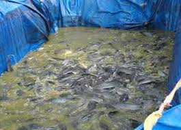 Masa Panen Ikan Lele Di Kolam Terpal Budidaya Ikan Lele