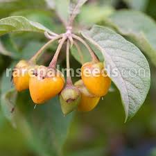 Image result for Iochroma