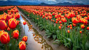 Field Of Tulips Tulip Fields Tulips Flowers Flower Field