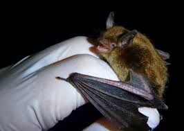 Using a special bat detector, wehr nature center naturalist and bat enthusiast, howard aprill, locates and records bat calls in real time. How To Get Rid Of Bats In The Attic New England Today