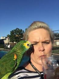 Lost Amazon Glenwood New South Wales Nsw Australia L33850 Amazon Parrot Losing A Pet Parrot