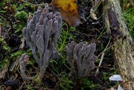 Image result for Clavulina cinerea