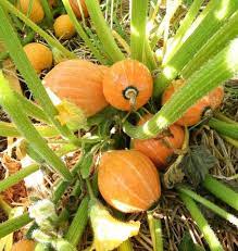 It serves many purposes like baking, roasting, steaming, sautéing, and boiling. Gold Nugget Squash Seeds West Coast Seeds