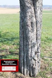 Baulexikon Begriff Frostbeule Bei Baumen Frostleiste Bei Baumen Baufachforum Baulexikon Seepark Pfullendorf Www Baufachf Wdvs Bauwesen Oberflachentechnik