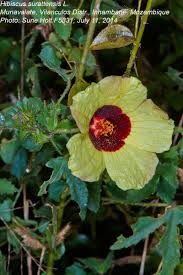 Image result for Hibiscus surattensis
