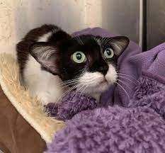 Gatinha Com Lindas Orelhas Do Baby Yoda Encanta A Todos Apos Resgate Cats Cats And Kittens Yoda Cat