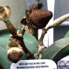 Image result for Danthoniopsis dinteri
