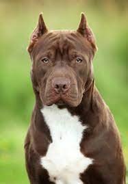 Can you safely ship a puppy? Pit Bull Muscle Gaining 101 How To Bulk Up A Pit Bull Healthfully