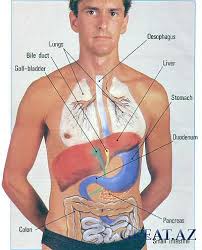 Gde Nahoditsya Pechen U Cheloveka Zdorove Postila