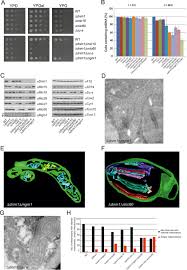 The lack of recombination, the process that creates genetic diversity, means that mitochondria tend to have genetic codes that are extremely stable over. An Evidence Based Hypothesis On The Existence Of Two Pathways Of Mitochondrial Crista Formation Elife