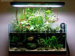 Can You Help Me Identify These Riparium Plants The Planted Tank Forum Fish Tank Plants Planted Aquarium Nature Aquarium
