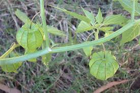 Image result for Physalis angulata