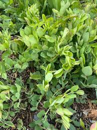 Image result for Sebaea sedoides