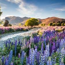Is This Image Of New Zealand S Lupins A Dream Or A Nightmare Gardens The Guardian