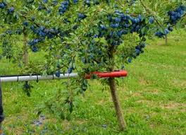 Choose from the options below. Jagoda Tree Shaker Baumschuttler Secoueur Arboricole Pestka Other Farm Equipment For Sale Poland Pamietna Ak25042