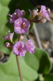 Image result for Commicarpus helenae