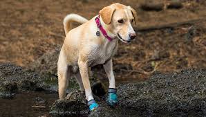 choose the best dog boots for each season and terrain top