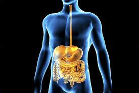 This science quiz game will help you learn 15 of the most important bones. Study Guide And Quiz On Organ Systems