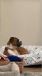 Does a picture of my boxer/pit mix count