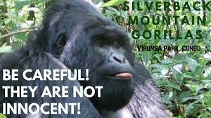 Check more on our website. How Much Does It Cost Silverback Gorilla Nyiragongo