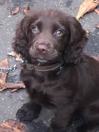 We did not find results for: Chocolate Cocker Spaniels