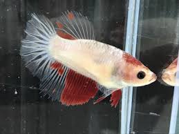 Betta Fish Betta Fish Ideas Bettafish Fishbetta Live Betta Fish Hmpk Halfmoon Koi Female Full Egg Ready To Breed From Thailand Betta Fish Betta Fish Pet