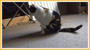 ヒヨリどんの猫日和II