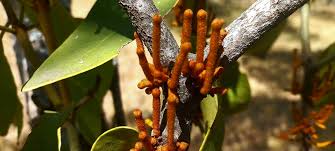 Image result for Agelanthus fuellebornii