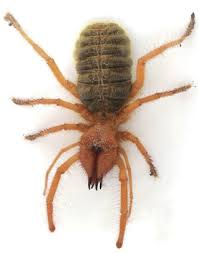 I made it because after reading up. Solpugids Solifugae Sciencedirect