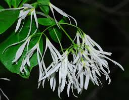 Image result for Chionanthus foveolatus