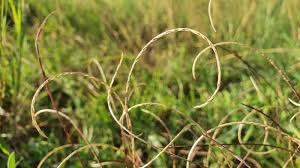 Image result for Microchloa