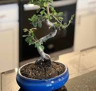 Any advice for a Chinese Elm bonsai beginner?