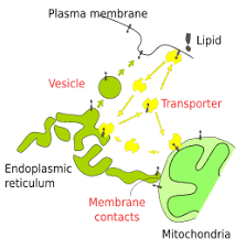 The rough er is an extensive organelle composed of a greatly convoluted but flattish sealed sack that is continuous with the nuclear membrane. The Cell 5 Vesicular Trafficking Endoplasmic Reticulum Atlas Of Plant And Animal Histology